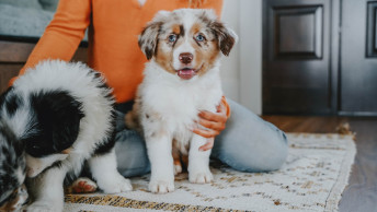 Happy puppy smiling at camera with pet parent and second puppy