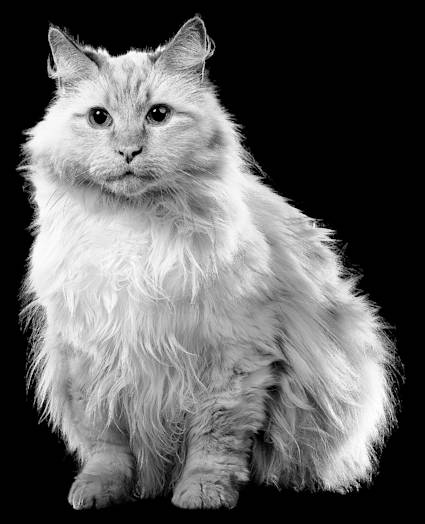 White fluffy cat sitting