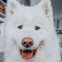 Closeup of Samoyed dog