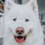 Closeup of Samoyed dog