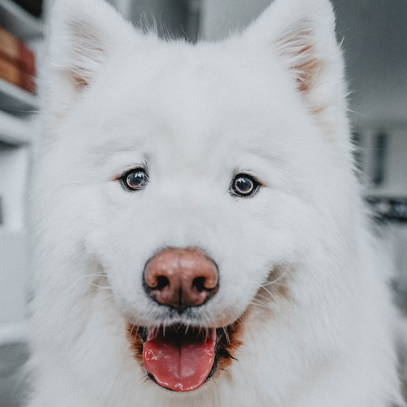 Closeup of Samoyed dog