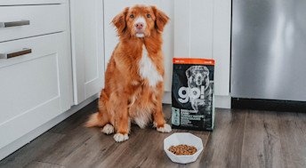 Toller dog sitting on kitchen floor beside bowl and kibble bag