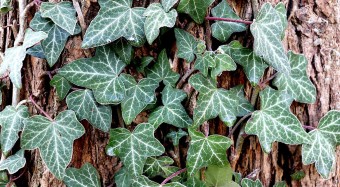 English ivy