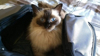 Willow the cat in duffle bag