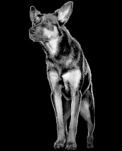 Shepherd dog standing in black and white