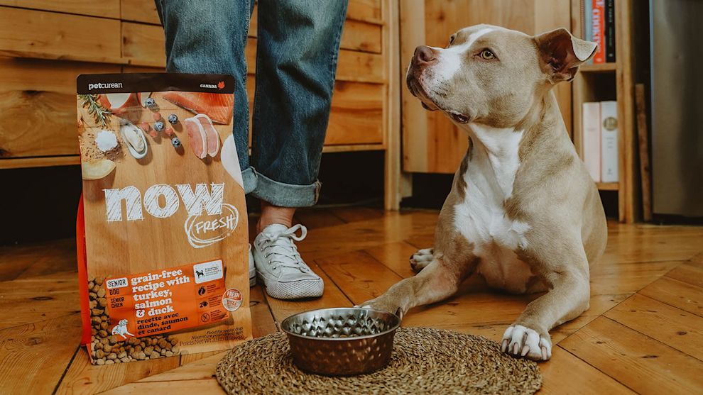 Pitbull dog with bowl and bag of Now Fresh kibble