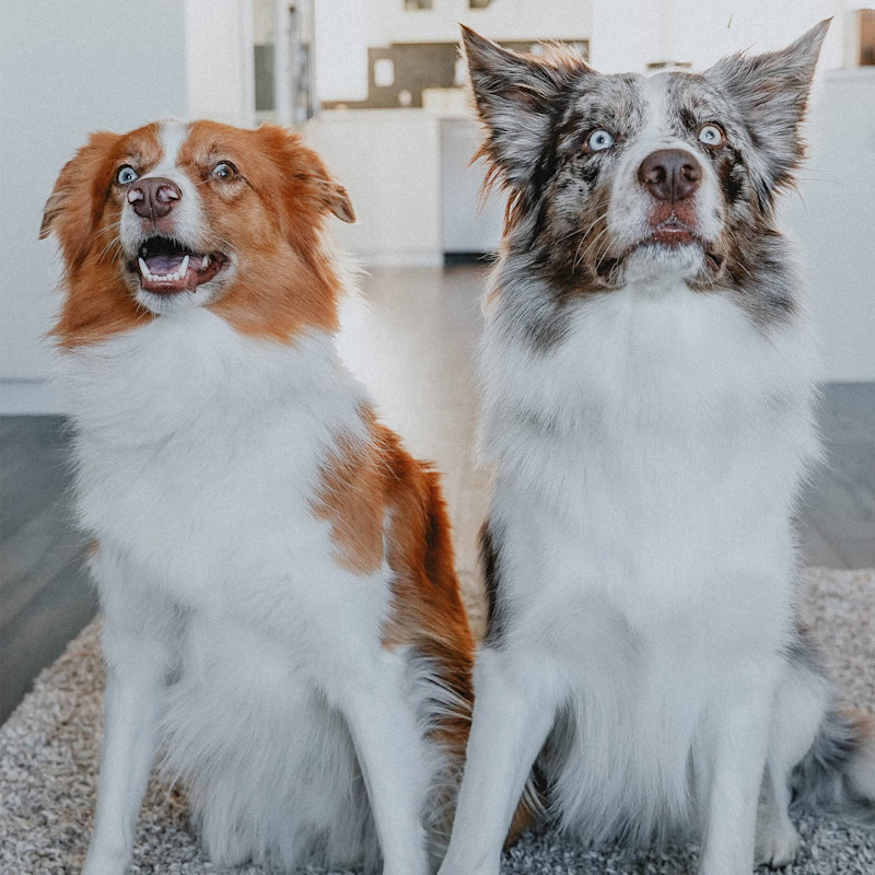Two dogs sitting together