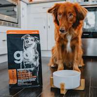 Nova Scotia Duck Tolling Retriever with bowl sitting beside bag of GO! SOLUTIONS 