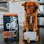 Nova Scotia Duck Tolling Retriever with bowl sitting beside bag of GO! SOLUTIONS 