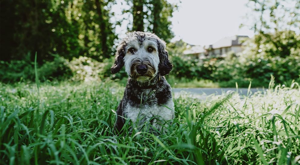 Dog in the grass