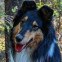 Collie dog