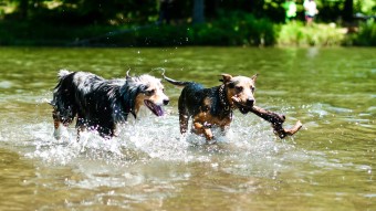 Two dogs in water with stick