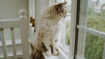 Fluffy cat staring out window