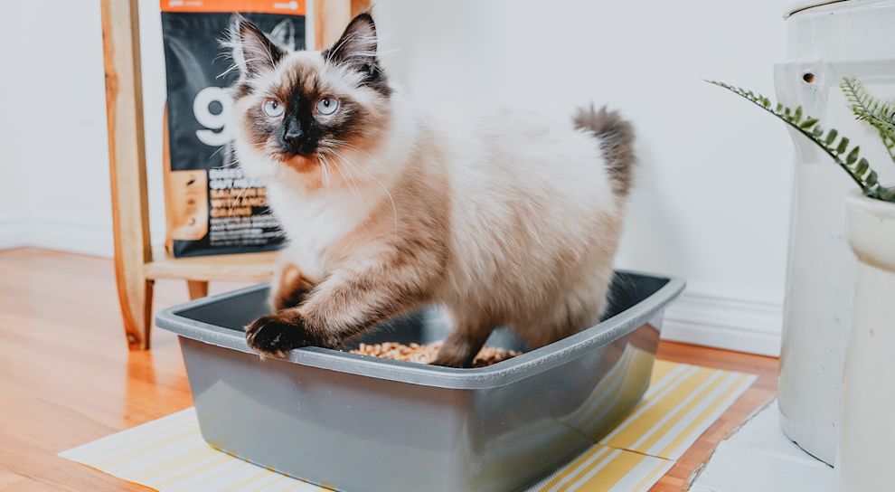 Siamese cat in litter box