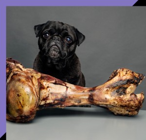 Black pug with large bone