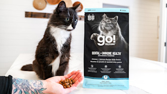 Cat with hand full of Go! Solutions Dental + Immune Health kibble