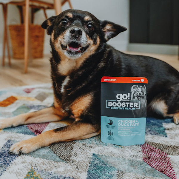 Digestive Health Chicken & Duck Pate Booster Dog Food Topper
