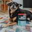 Dog with Go! Booster Digestive Health Chicken + Duck dog food topper pouch
