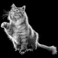 Fluffy cat with paw in the air