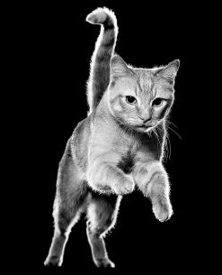 Tabby cat jumping