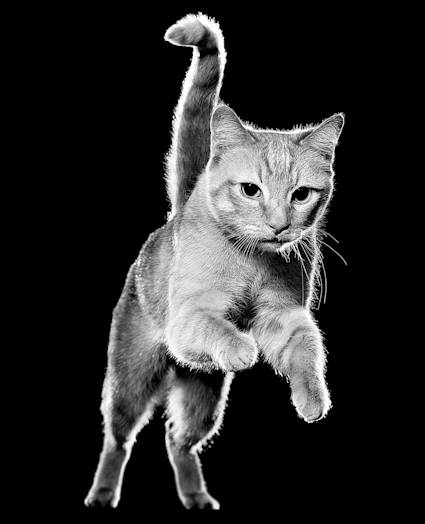 Tabby cat jumping