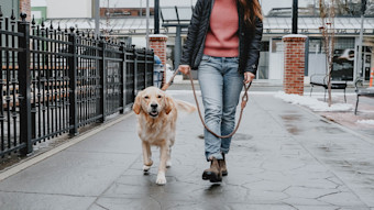 Golden Retriever dog walking through alley with owner