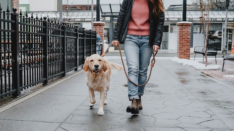 Golden Retriever dog walking through alley with owner