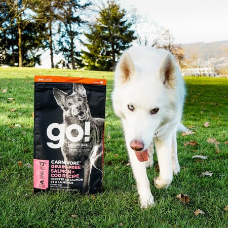 White Siberian Husky walking on grass with bag of GO! SOLUTIONS CARNIVORE Grain-Free Salmon + Cod Recipe for Dogs