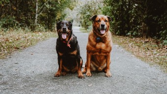 Two large breed dogs sitting on forest path