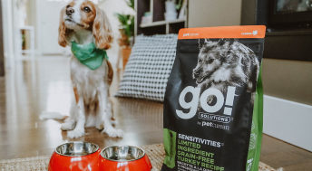 Warning Signs That Your Dog Has Food Sensitivities Go Solutions