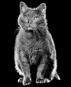 Grey cat seated in black and white