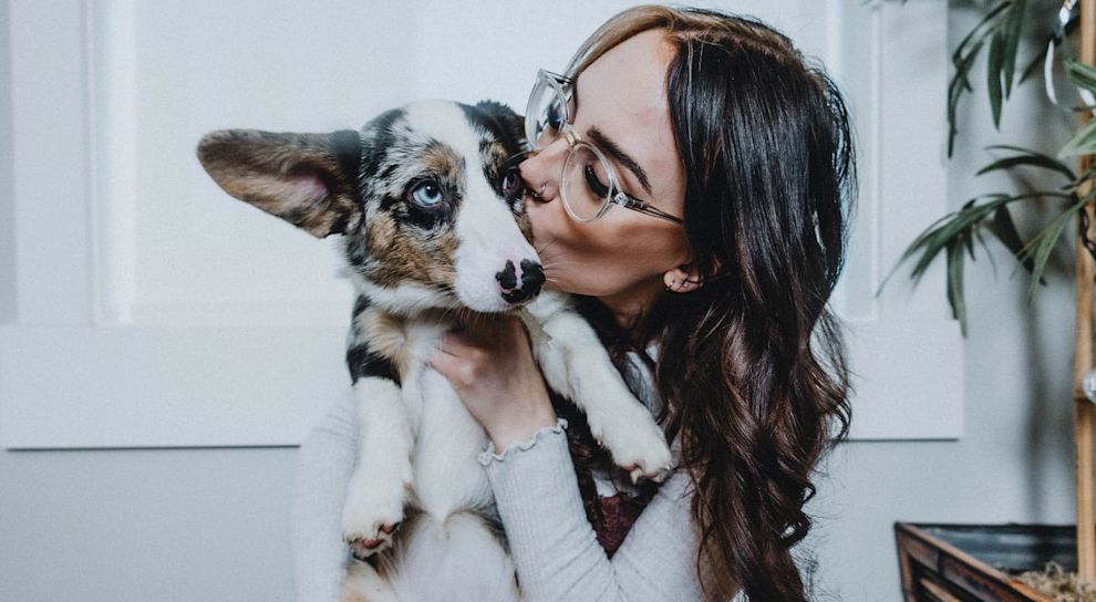 Pet parent giving spotted Corgi a kiss