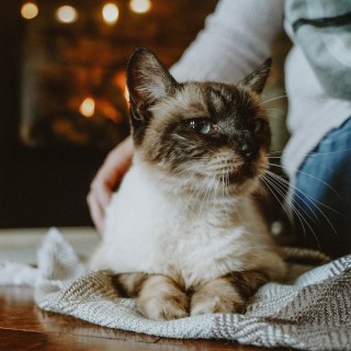 Ragdoll cat laying in front of the fireplace with owner