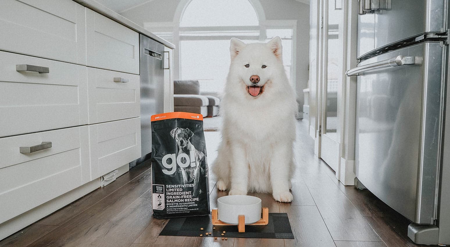 Can Dogs Eat Tapioca? | Go! Solutions
