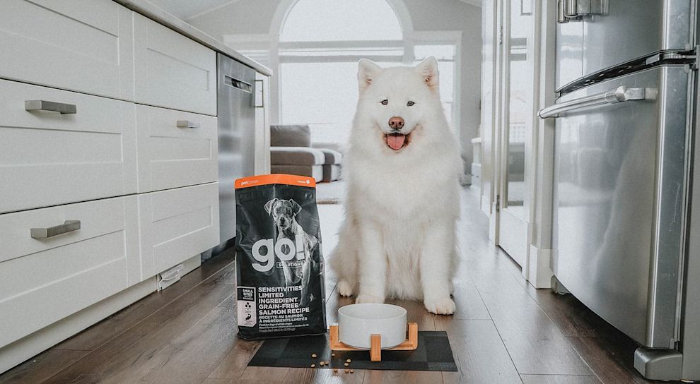 Samoyed with tongue out in kitchen with bag of GO! SOLUTIONS SENSITIVITIES Limited Ingredient Grain-Free Small Bites Salmon Recipe for dogs
