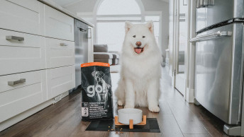 Samoyed with tongue out in kitchen with bag of GO! SOLUTIONS SENSITIVITIES Limited Ingredient Grain-Free Small Bites Salmon Recipe for dogs