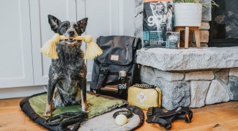 Blue Heeler holding a rope toy in its mouth beside fireplace with hiking gear and GO! SOLUTIONS CARNIVORE Chicken, Turkey + Duck Recipe wet food and kibble