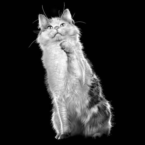Cat with paw up