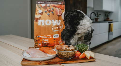 Dog sniffing food with bag of NOW FRESH