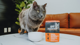 Cat beside Go! Booster Immune Health Chicken + Salmon cat food topper pouch