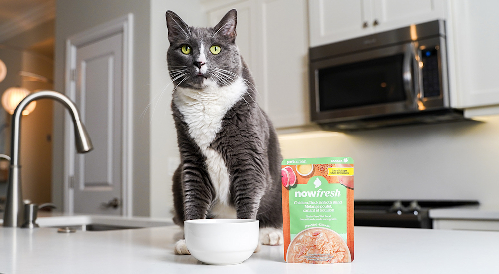 Cat on counter with pouch of Now Fresh wet food