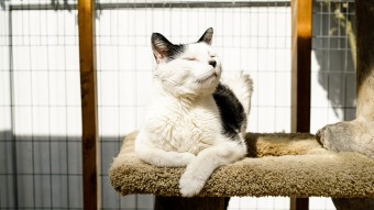 Black and white cat sitting on catio in the sun