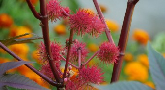 Castor bean