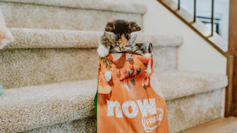 Kitten looking into Now Fresh kibble bag