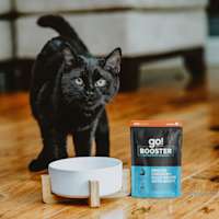 Black cat with bowl and Go! Solutions Booster pouch
