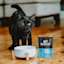 Black cat with bowl and Go! Solutions Booster pouch