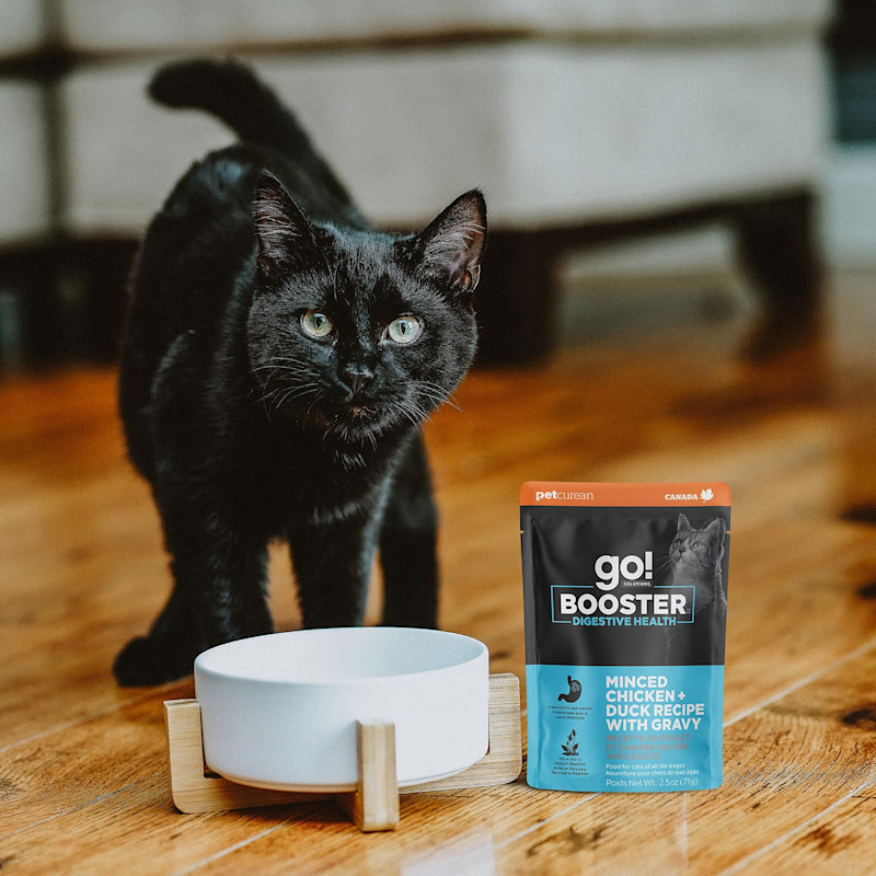 Black cat with bowl and Go! Solutions Booster pouch