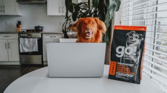Duck Tolling Retriever dog sitting at kitchen table in front of laptop and GO! SOLUTIONS kibble bag