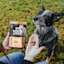 Dog waiting for Go! Solutions Benefit Chews Digestion + Gut Health treats