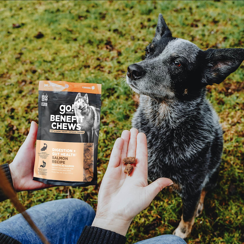 Dog waiting for Go! Solutions Benefit Chews Digestion + Gut Health treats